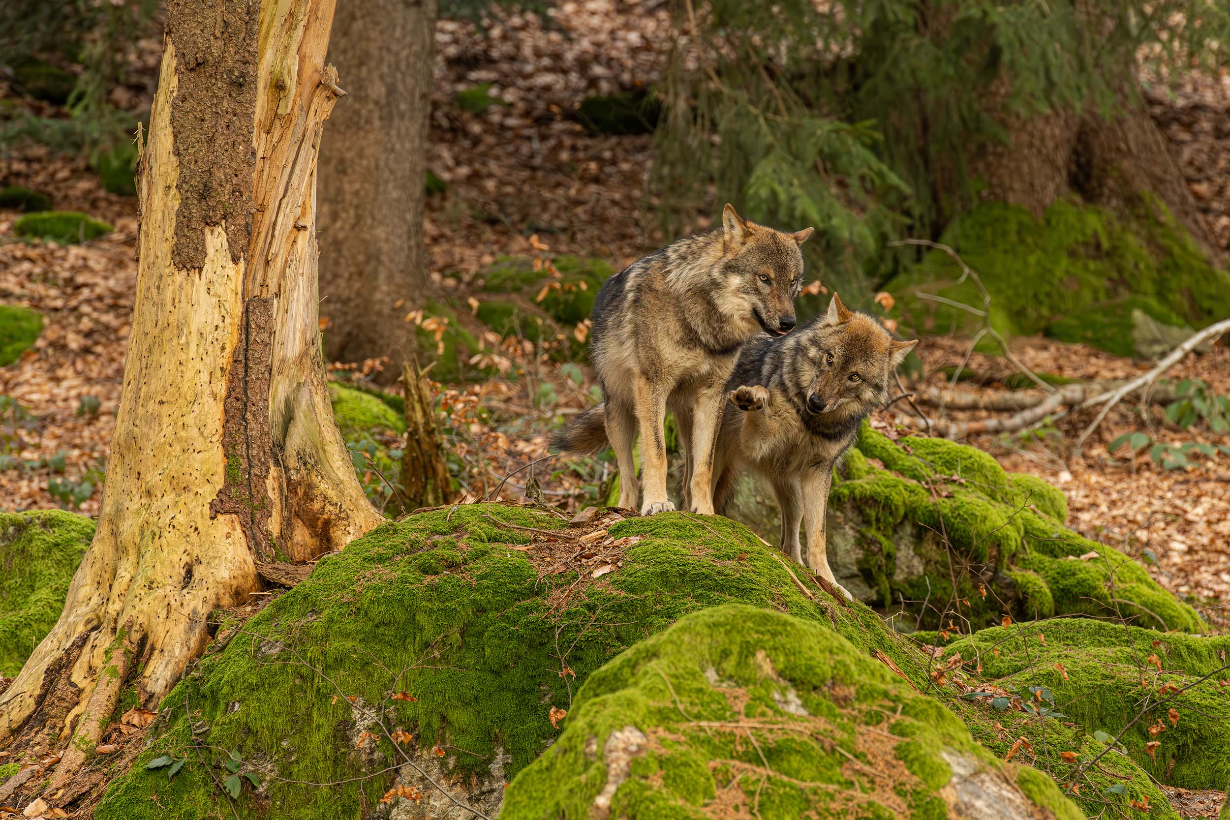 Foto wolven - Janlambertphotography.com
